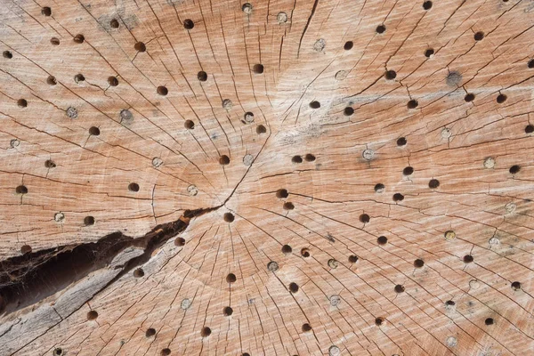 Holzhintergrund Mit Rissen Und Löchern Insektenhotel Zum Überwintern — Stockfoto
