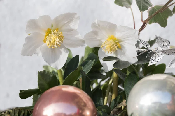 White Christmas Rose Flowers Baubles Seasonal Floral Decoration Home — Stock Photo, Image