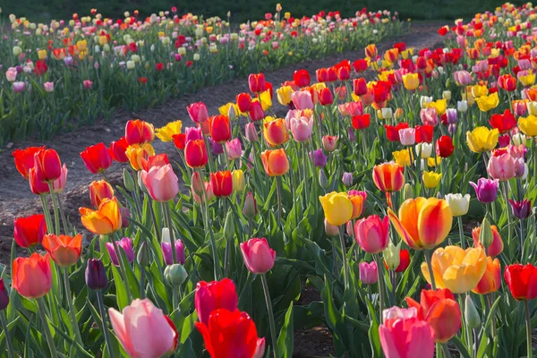 Kolorowe Pola Tulipanów Wielu Wariantach — Zdjęcie stockowe
