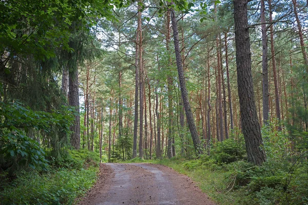 Grusväg Genom Gröna Tallskog Niederbayern — Stockfoto