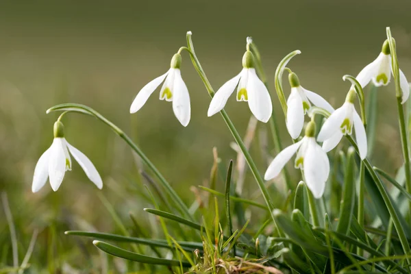 Blooming Snowdrops Soft Green Background Spring Coming Soon — Stock Photo, Image