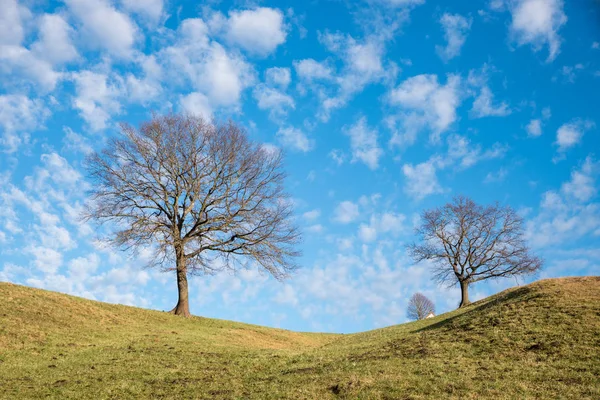 Árvores Leaved Desencapadas Inclinação Céu Azul Com Nuvens Paisagem Rural — Fotografia de Stock