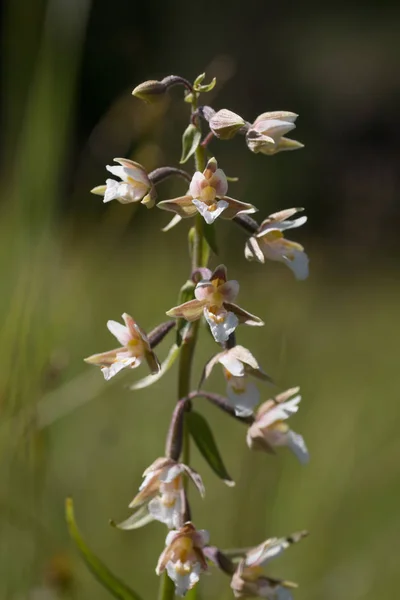 Marsh Wildflower Epipactis Palustris Soft Background — Stock Photo, Image