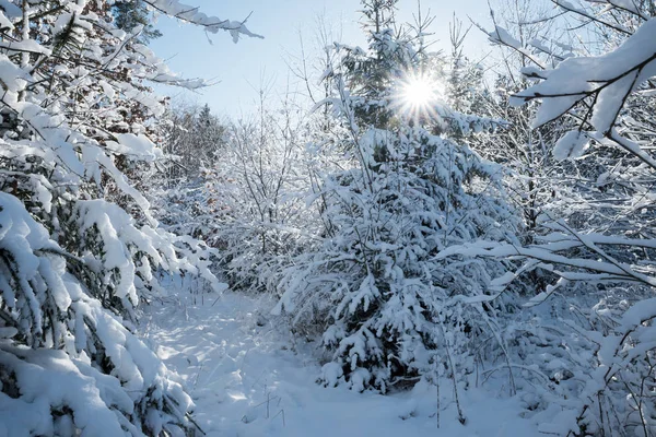 Mrazivé Ráno Lese Zasněžené Zimní Vycházející Slunce Čerstvý Padlý Sníh — Stock fotografie