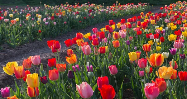 背中にカラフルなチューリップ畑ライトアップ自己切断のための花 — ストック写真