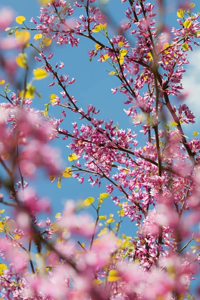 Pembe Çiçekleri Seçici Odak Mavi Gökyüzü Ile Avrupa Cercis Ağacının — Stok fotoğraf