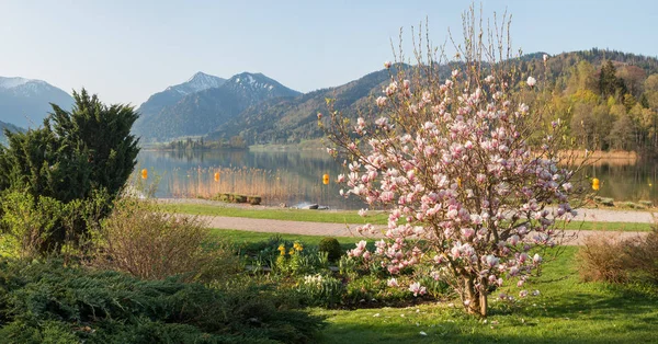 Hermosa Primavera Spa Jardín Schliersee Con Floreciente Magnolia Arbusto Destino —  Fotos de Stock