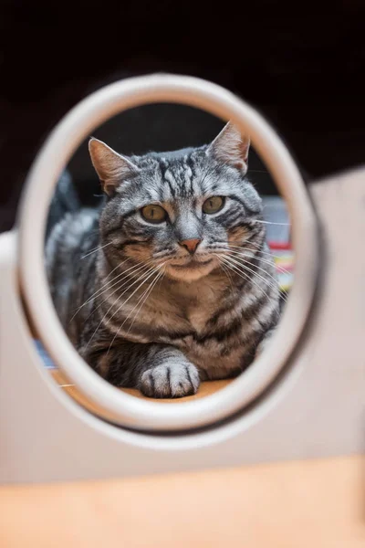 Bonito Gato Mesa Olhando Para Espelho Cosméticos Redondos — Fotografia de Stock