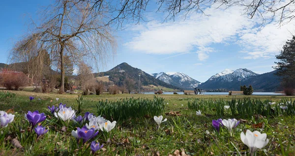 Wellness Tuin Schliersee Met Lentebloemen Crocus Bergzicht — Stockfoto