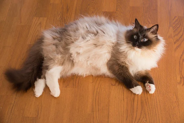 Siberian Pedigree Cat Blue Eyes Neva Masquerade Relaxing Wooden Floor — Stock Photo, Image