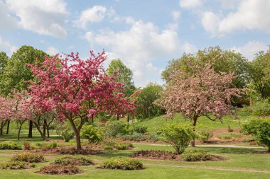 elma ağaçları munich westpark Şehir Parkı, baharda gelişmekte. pastoral mevsimlik manzara