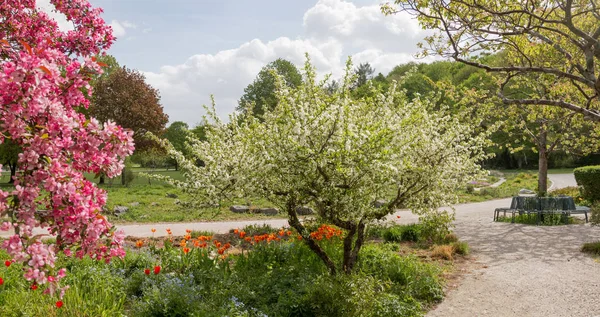 牧歌的な都市公園ミュンヘン西 名前付きウェストパークの通路 咲くりんごの木と休息のためのベンチ — ストック写真