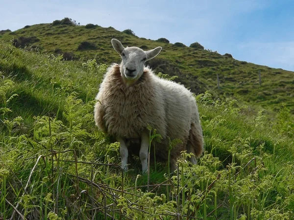 Χαριτωμένα Πρόβατα Στο Ύπαιθρο Τοπίο Νότια Αγγλία Ψάχνει Προσεκτικός — Φωτογραφία Αρχείου