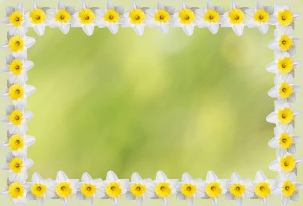 Verschwommene Frühlingshafte Hintergrundstruktur Hellgrünen Schattierungen Mit Narzissenblüten Und Kopierraum — Stockfoto