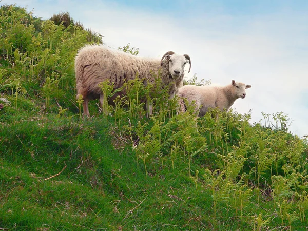 Montone e agnello sulla costa — Foto Stock