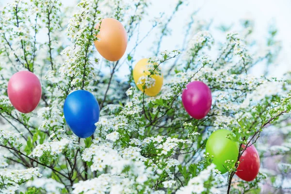 Blooming spiraea shrub with colorful easter eggs — Stock Photo, Image