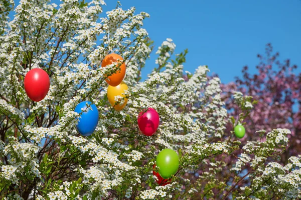 Spiraea bush with white blossoms and easter eggs — Stock Photo, Image