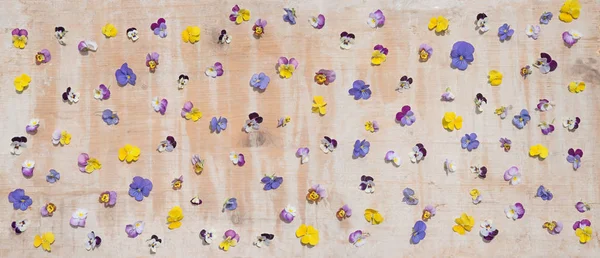 Viola flores espalhadas sobre a velha tábua de madeira — Fotografia de Stock