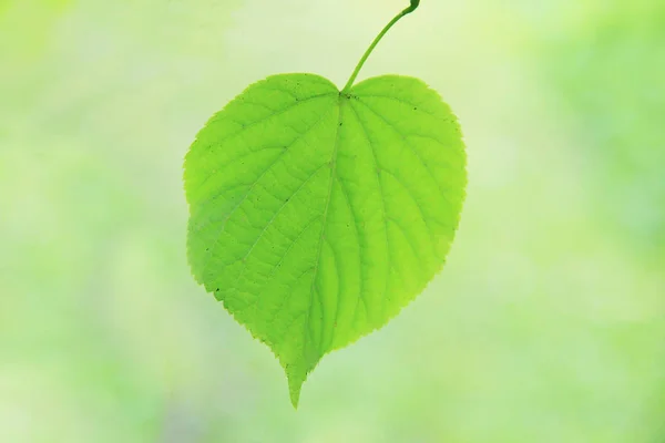 Una hoja de un tilo —  Fotos de Stock