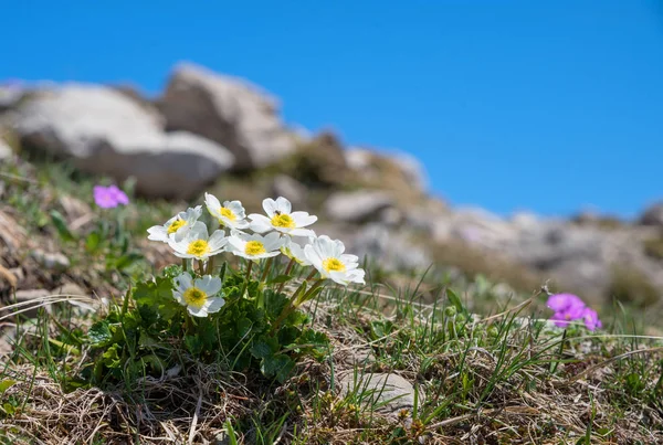 Alpine flora - ranunculus alpestris — Stock Photo, Image