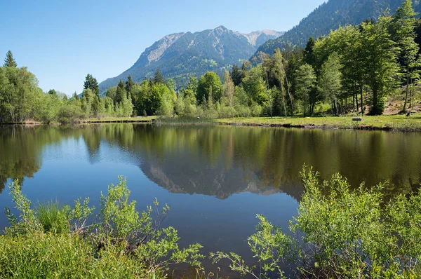 Idyllischer oberstdorfer moorsee, vegetation in frühlingshaften grünen farben — Stockfoto