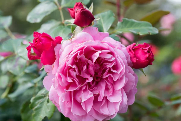 Romantique rose fleur rose couleur — Photo