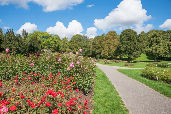 Idylliczny Park miejski Monachium w lecie, chodnik obok kwitnącej róży — Zdjęcie stockowe