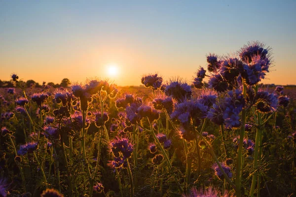 Big Phacelia fält vid solnedgången — Stockfoto