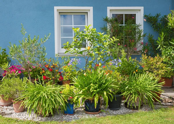 Fronte casa blu con due finestre bianche e piante mediterranee — Foto Stock