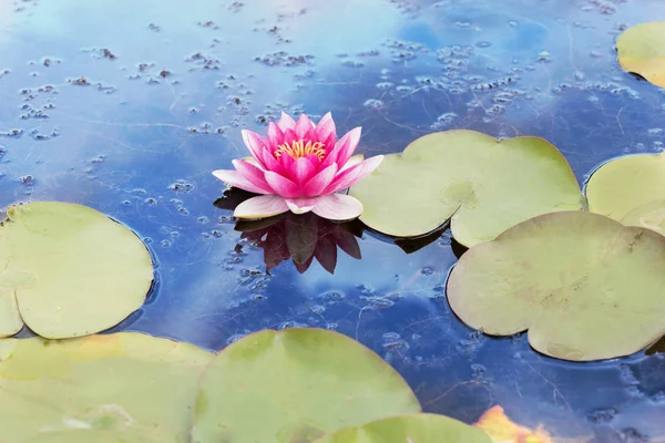 Nenúfar rosado y blanco en un estanque azul con hojas verdes —  Fotos de Stock