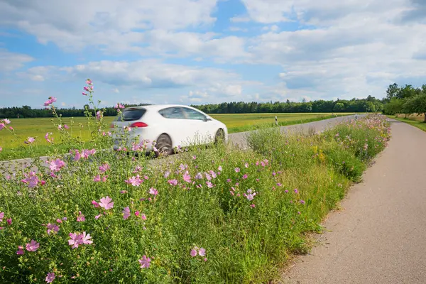Cultivo na estrada com malva alcea e outras flores silvestres, nec — Fotografia de Stock