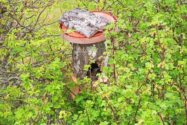 Birdhouse in the green hedge with young blackbird nestlings — Stock Photo, Image