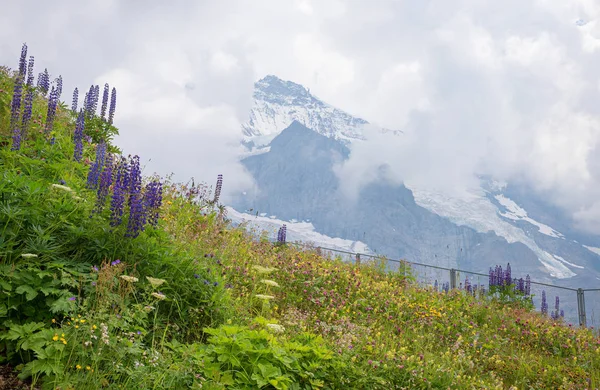 Красивые альпийские цветы с группой железных шапок, вершина монах — стоковое фото