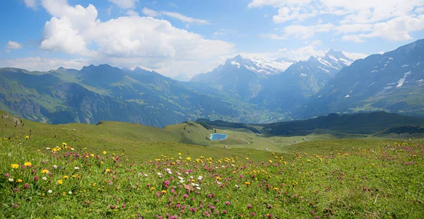 Beautiful summer flower meadow in the swiss alps, view to grinde — Stock Photo, Image