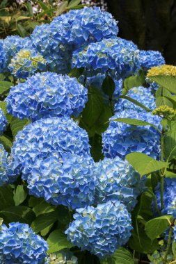 açık mavi çiçekleri ile ortanca çalı