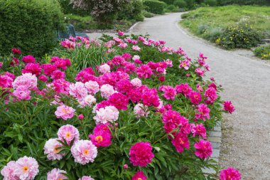 paeonies ve westpark m de yürüyüş yolu ile güzel çiçek yatak