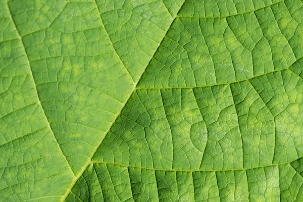 Zelené listové pozadí s žilami — Stock fotografie