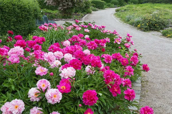Beautiful flower bed with paeonies and walking way at westpark m — Stock Photo, Image