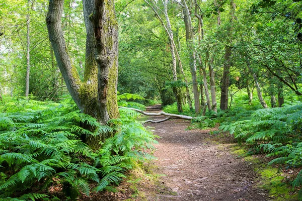 Passerella nella foresta del Surrey — Foto Stock