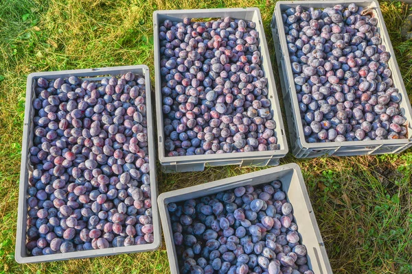 Geplukt kwets pruimen in grijze Carrier dozen op gras — Stockfoto