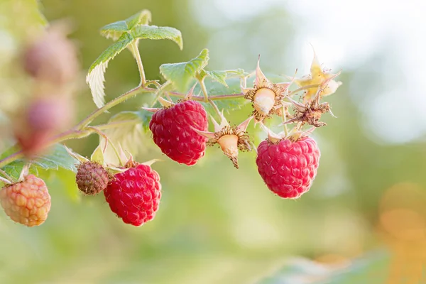 Raspberry twig with berries — Stock Photo, Image