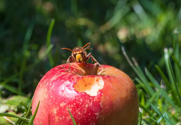 Hornet på en röd mogen äpple i gräset, framifrån — Stockfoto