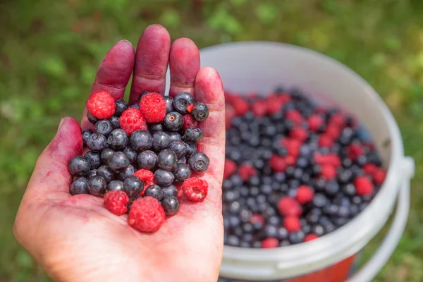 Womans hand filled with self picked blueberries and raspberries, — Stock Photo, Image