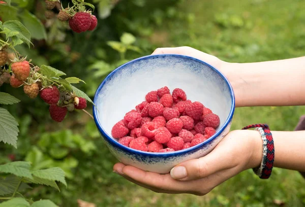 Giovane donna che tiene una ciotola di ceramica sedicente con raspb scelto — Foto Stock