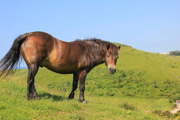 Pony marrón en paisaje costero gran Bretaña — Foto de Stock