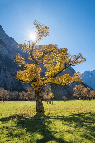 Alter Ahorn mit goldenen Blättern im Herbst — Stockfoto