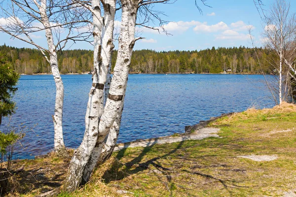 Björk träd vid Lake Shore kirchsee — Stockfoto