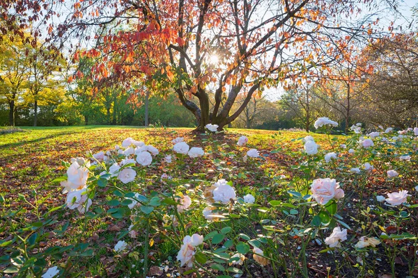 Autumnal park landscape with red leaved cherry tree and rose flo — Stock Photo, Image