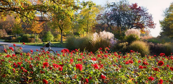 咲くバラの花壇、ベンチ付き市立公園ミュンヘン東、bi — ストック写真