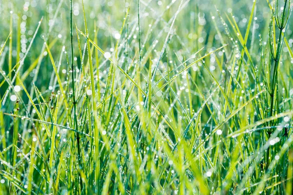Close-up de fundo de grama verde com flares de lente e gotas de orvalho — Fotografia de Stock